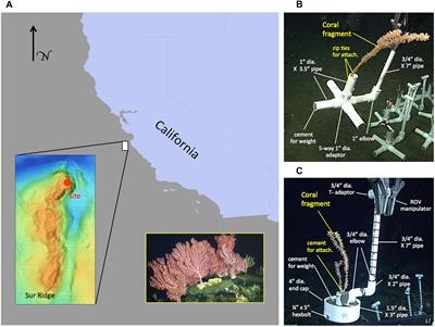 Coral Translocation as a Method to Restore Impacted Deep-Sea Coral Communities